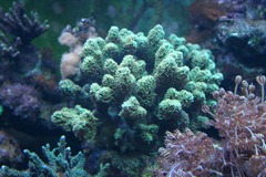 Killikus&reg; Fotographie